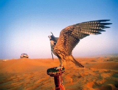 Desert Safari